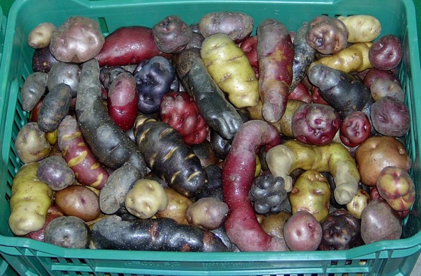 Tuber skin color